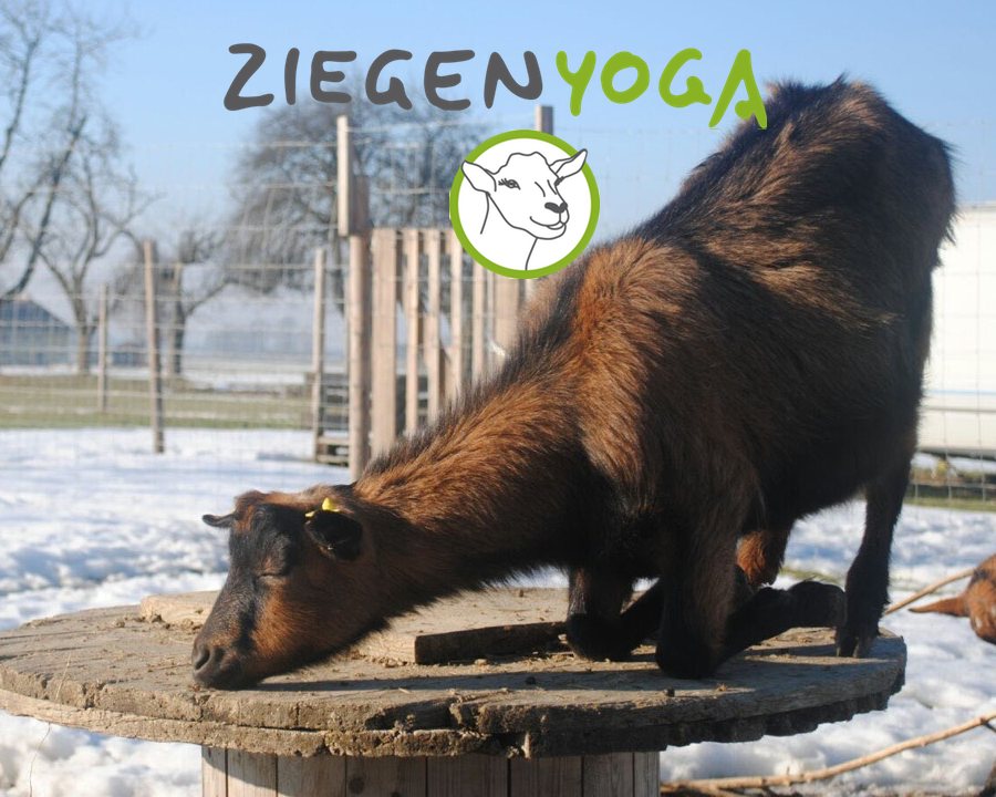 (c) Ziegen.yoga